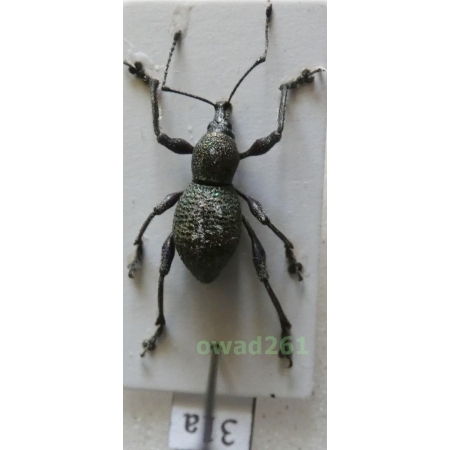 Neopyrgops sp. Heller, 1913 Philippines31a